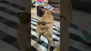 DOG WEARING SUNGLASSES 😎