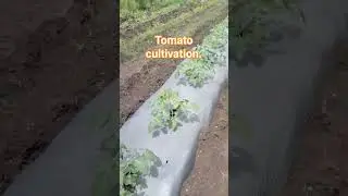 #tomato cultivation#poly paper mulching. # Nashik