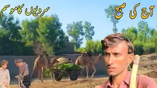 Camel Work Daily Routine  Village Life  Animals #camel​ #animals​ #villagelife​ #youtube​