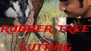 Tapping under the rubber tree /rubber cutting @ShivBVlog