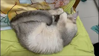 1 year old cat Pepper covering eyes with hands belly up sleeping curled up into a fur ball on bed