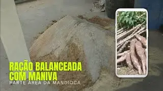 RAÇÃO BALANCEADA COM MANIVA( A PARTE AÉREA DA MANDIOCA)