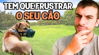 4 SEGREDOS Para Educar um Cachorro Agressivo em Casa!