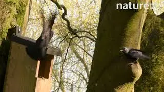 Domestic dispute between Jackdaws and Grey squirrels over access to a nest box, Wiltshire, UK