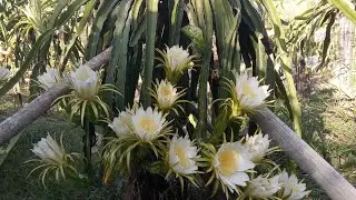 Grande floração das pitayas autopolinizaves 