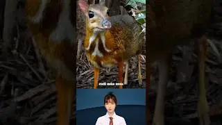 Silver-backed chevrotain, a rare animal, appeared after 30 years of absence #shorts