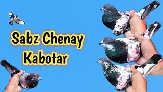Parwazi Chenay Kabotar Sath Training | Hashim Mahmood Pigeons 
