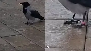 A crow with two leg bands on its legs. (Scientific study or has been rescued??? What do you think?)