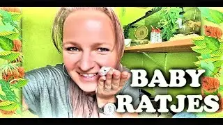 Baby Ratjes Rittens