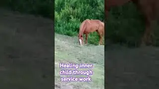 Healing inner child through service work #energyhealing #quantumshifting #tarot #horsetherapy