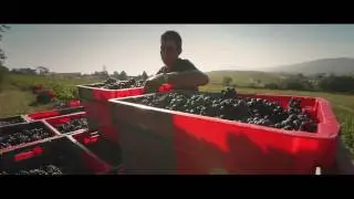 Vendanges chez Fr&eacute;d&eacute;ric BERNE - Beaujolais
