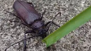 Beware of the Titan Beetle, they are not very nice