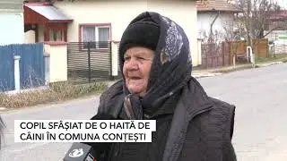 COPIL SFÂȘIAT DE O HAITĂ DE CÂINI ÎN COMUNA CONȚEȘTI