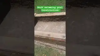 Duck swimming pool pond construction #duck #duckfarming #muscovyducklings #bird