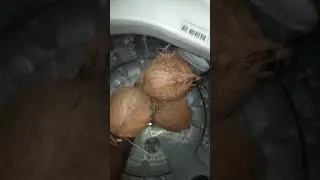 Coconut experiment in washing machine cleaning machine bathing machine #shorts #coconut #experiment