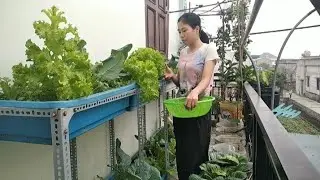The Smallest Garden I&rsquo;ve Ever Seen, and It&rsquo;s Very Productive
