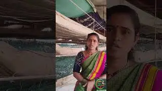 रेशीम व्यवसायासाठी नक्की किती खर्च येतो?? #youtuber #shorts #रेशीम #silkfarming #trending