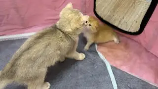 Cute sister cat meets baby kittens to play together