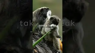 Adorable Ape Babies: Serene Moments of Play and Relaxation #meditation #calm #relaxingvideo