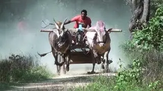 Young and old bulls combination in running bullock cart race