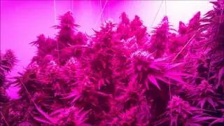 SG1250 Grow