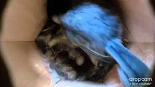 Chickadee Egg in Hexcam