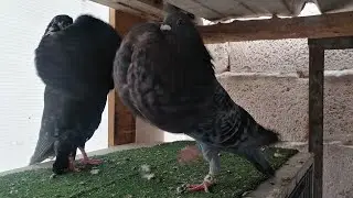 السلام عليكم ♥️👍توليعة سبيسيال♥️👍كين غير الطراطق و الطيران تحياتي للجميع 👌❤️🇲🇦