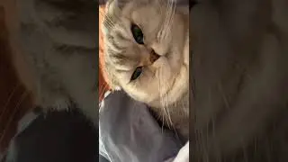 Funny CAT Moments 😂😂 episode 3536 #funnycats #cats #funnyanimals #petsofinstagram