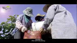 WGlife&rsquo;s noni farms, factories, and production lines,welcome contact us to purchase