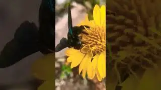Pollination 🐝... #music #like #subscribe  channel
