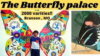 The Butterfly  Palace & Rainforest Adventure in Branson |  Missouri | Dallas Road Trip