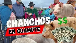 El Chancho que compre se me voló de la camioneta, era para hacer fritada en carnaval