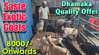 8000/- Onwards Saste Exotic Quality Goat At LIMRA GOAT FARM | Bantam Zing Bakra Bakri In Padgha