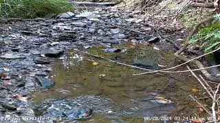 Female American Redstart bathing in stream 8/28/2024