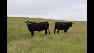 How much does a cow weigh?