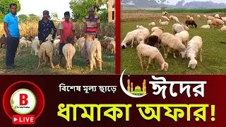 Live! ঈদের ধামাকা অফার নিয়ে হেবুলের গাড়ল খামারের আপডেট। garol khamar in Chuadanga l sheep farming