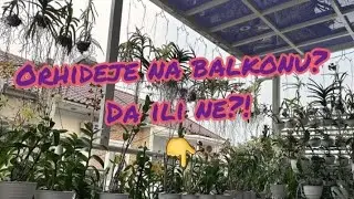 orhideje na balkonu, da ili ne?!  #orchid #orchidcare #orkide #flowers #cveće #flowerscutting