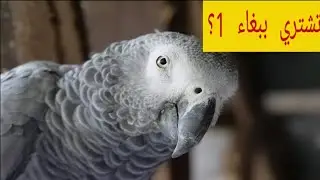 هل رح نشتري ببغاء الكاسكو الإفريقي الرمادي؟! نصائح مهمة قبل شراء ببغاء