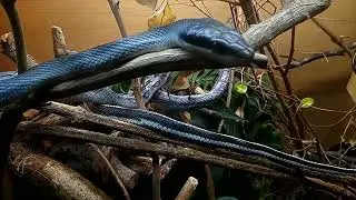 Blue beauty rat snake (Orthriophis taeniurus callicyanous)