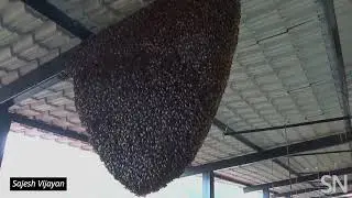 Watch these giant honeybees&rsquo; nests &lsquo;shimmer&rsquo; | Science News