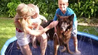 Dog Pool   Video With Text