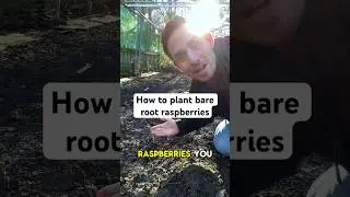 How to plant bare root raspberries #gardening
