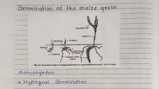 Biology Project :- Study of different types of seed germination