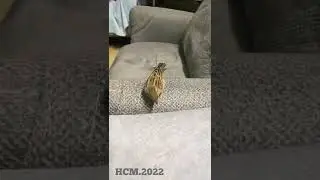 🧿Michka and Toothpick #bestvideo #feeling #animals #vet  #fantasy #animaldoctor #sparrowcustom