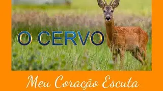MEU CORAÇÃO ESCUTA #consciênciacyanvianai
