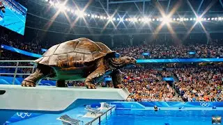 The Olympic Diving Championship🏆| Animal Olympics diving board | Which National Animal Dives BEST?