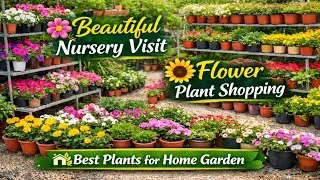 Flower Plant Shopping from Nursery | Garden Lovers Must Watc