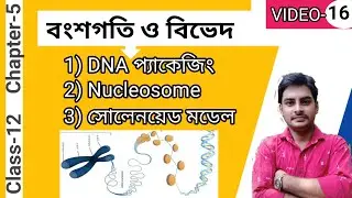 DNA Packaging/Nucleosome model and Solenoid model in Bengali/Class12/WBCHSE