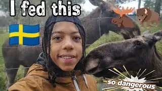 Feeding elk 🫎 moose in Sweden 🇸🇪 (magical experience)