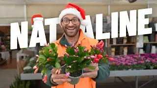 Sono Arrivate le Nataline! Scegli la tua Schlumbergera del colore che preferisci!